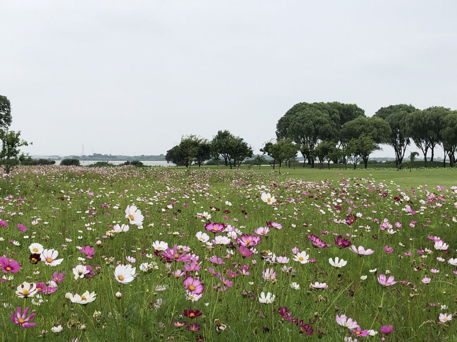 iPhone 8 Plus back dual camera 3.99mm f/1.8 sample photo. Flowers, grassland, beautiful photography