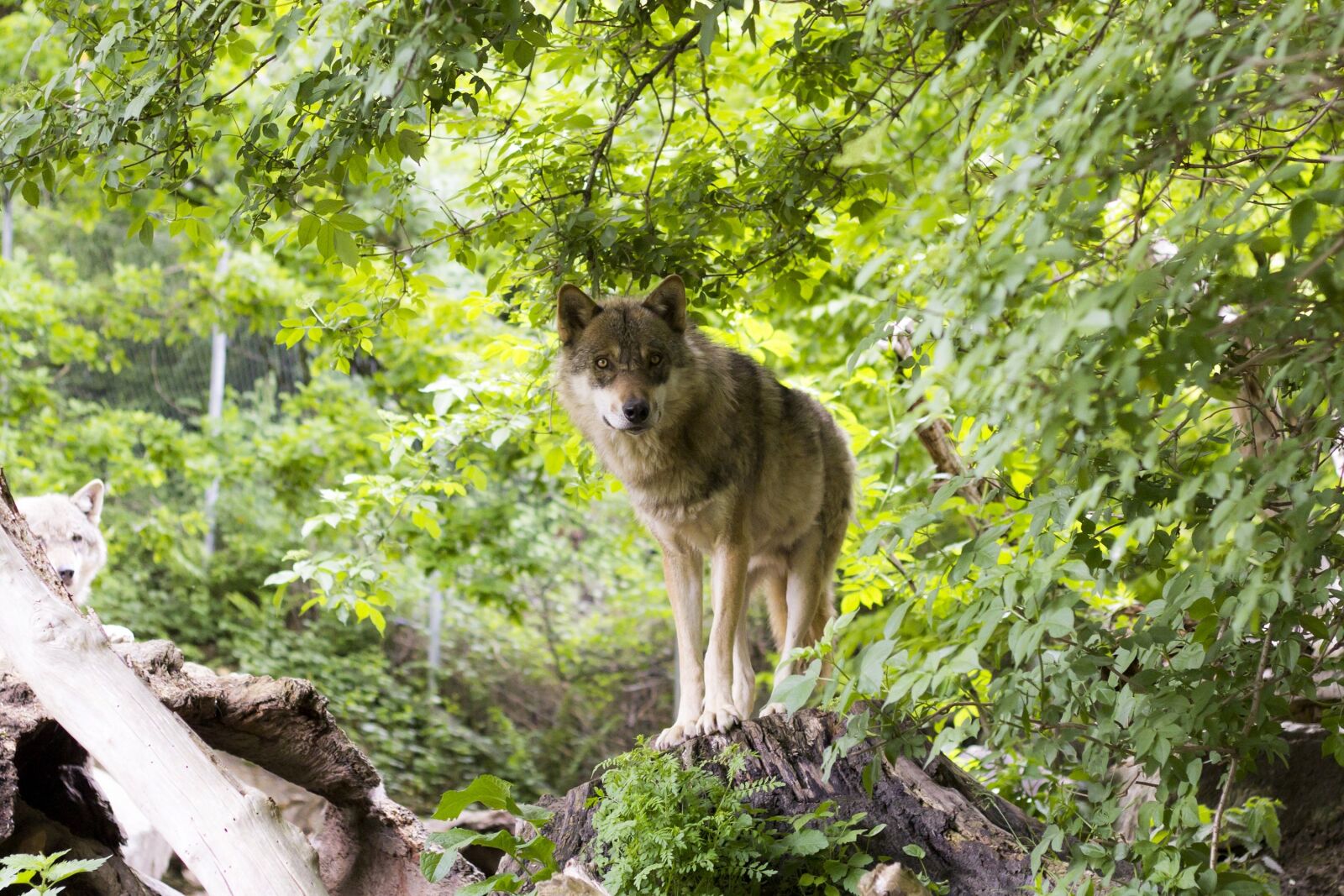 Canon EOS 60D + Canon EF 50mm F1.8 II sample photo. Wolf, canis lupus, european photography