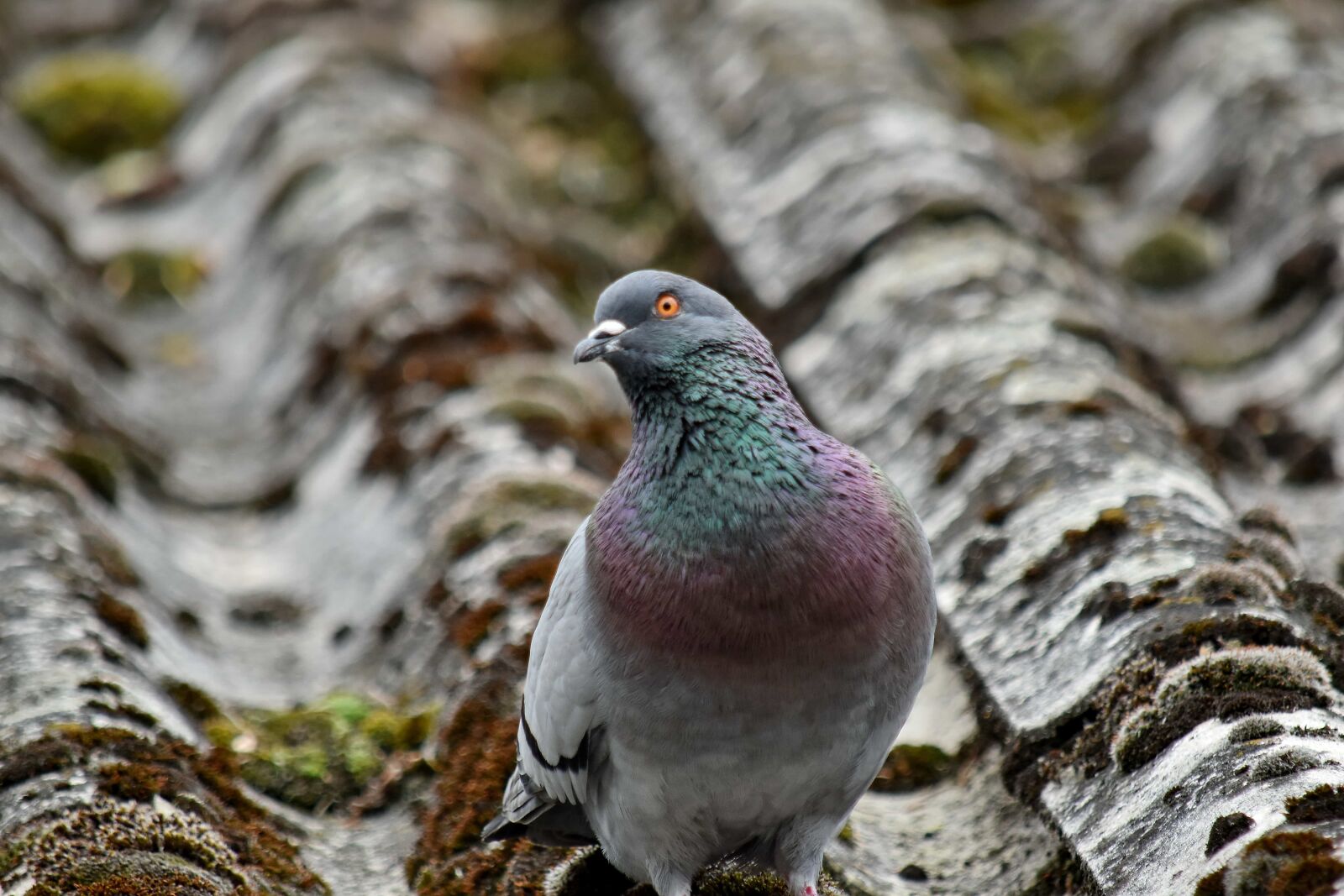 Nikon D5500 sample photo. Colourful, looking, mossy, pigeon photography