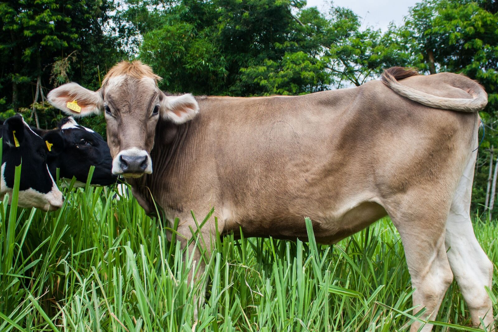 Canon EOS 1000D (EOS Digital Rebel XS / EOS Kiss F) sample photo. Cow, brown, swiss photography