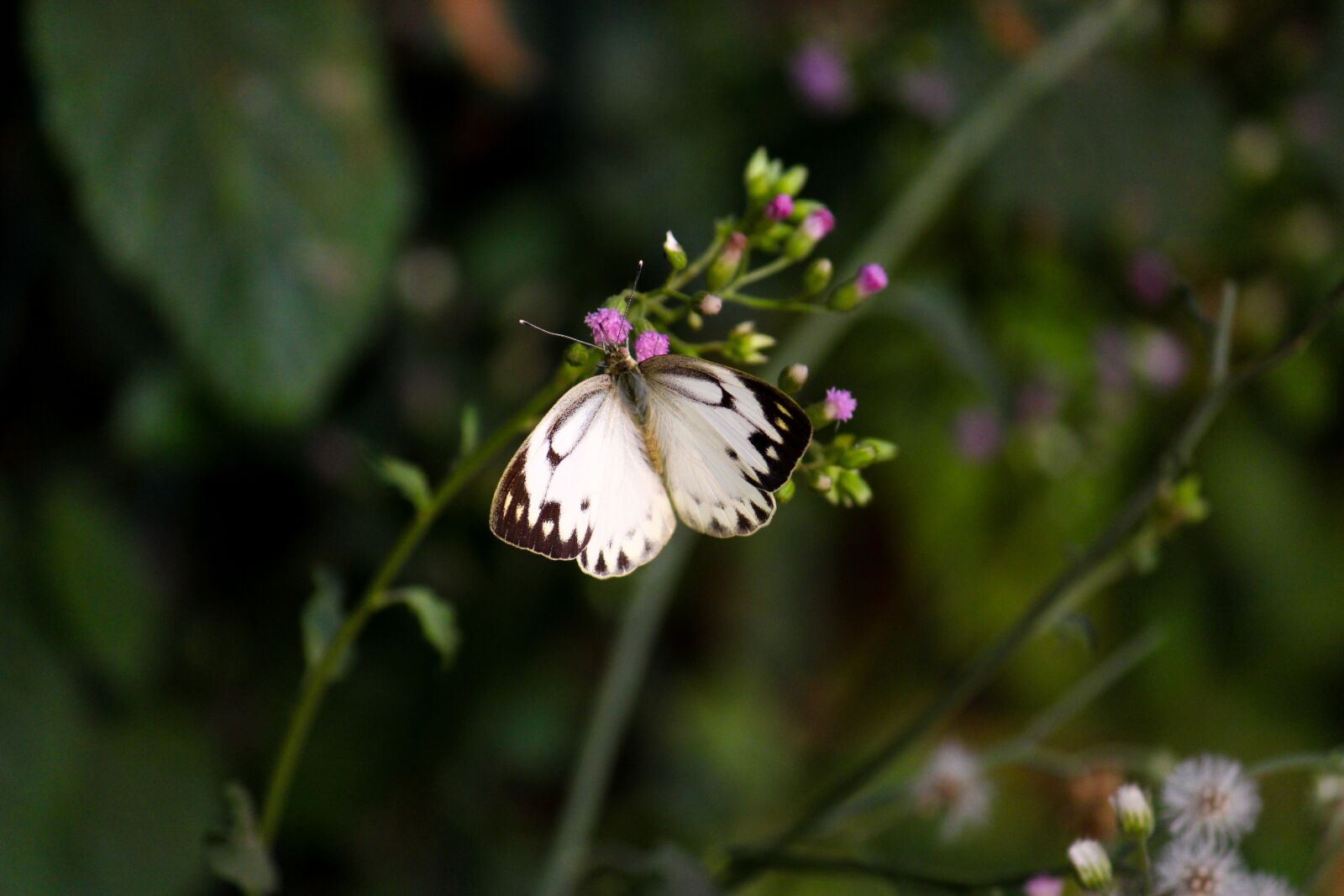 Canon EOS 700D (EOS Rebel T5i / EOS Kiss X7i) sample photo. Butterfly, nature, love photography