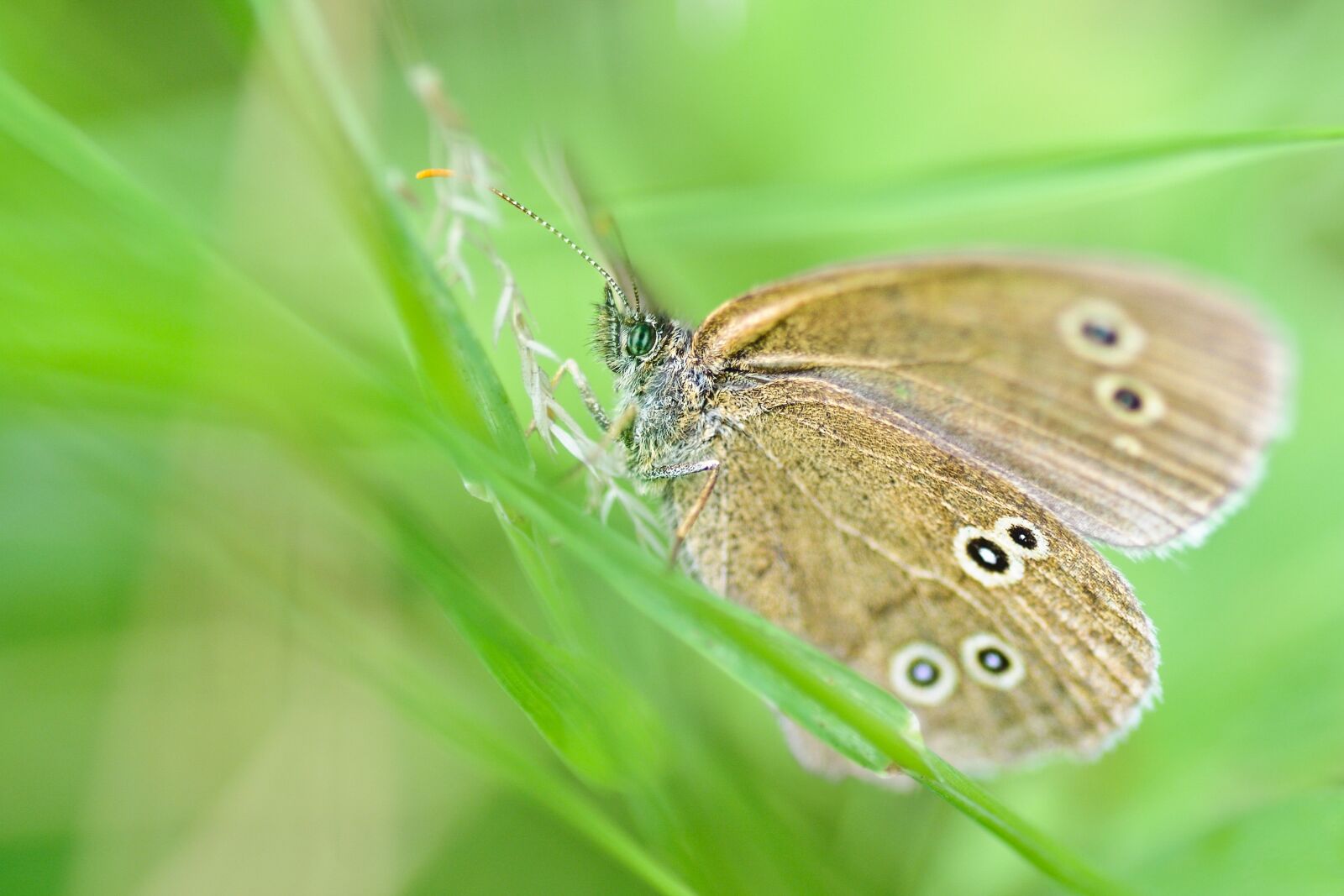 Nikon D300 sample photo. Butterfly, insect, macro photography