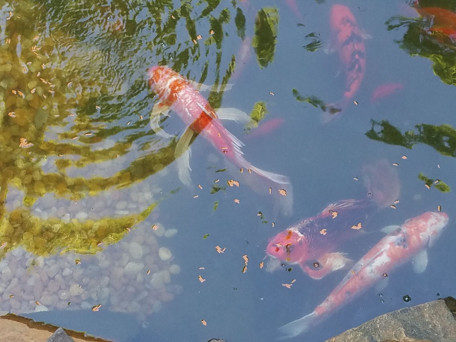 Samsung Galaxy S7 Edge sample photo. Fish, koi, pond photography