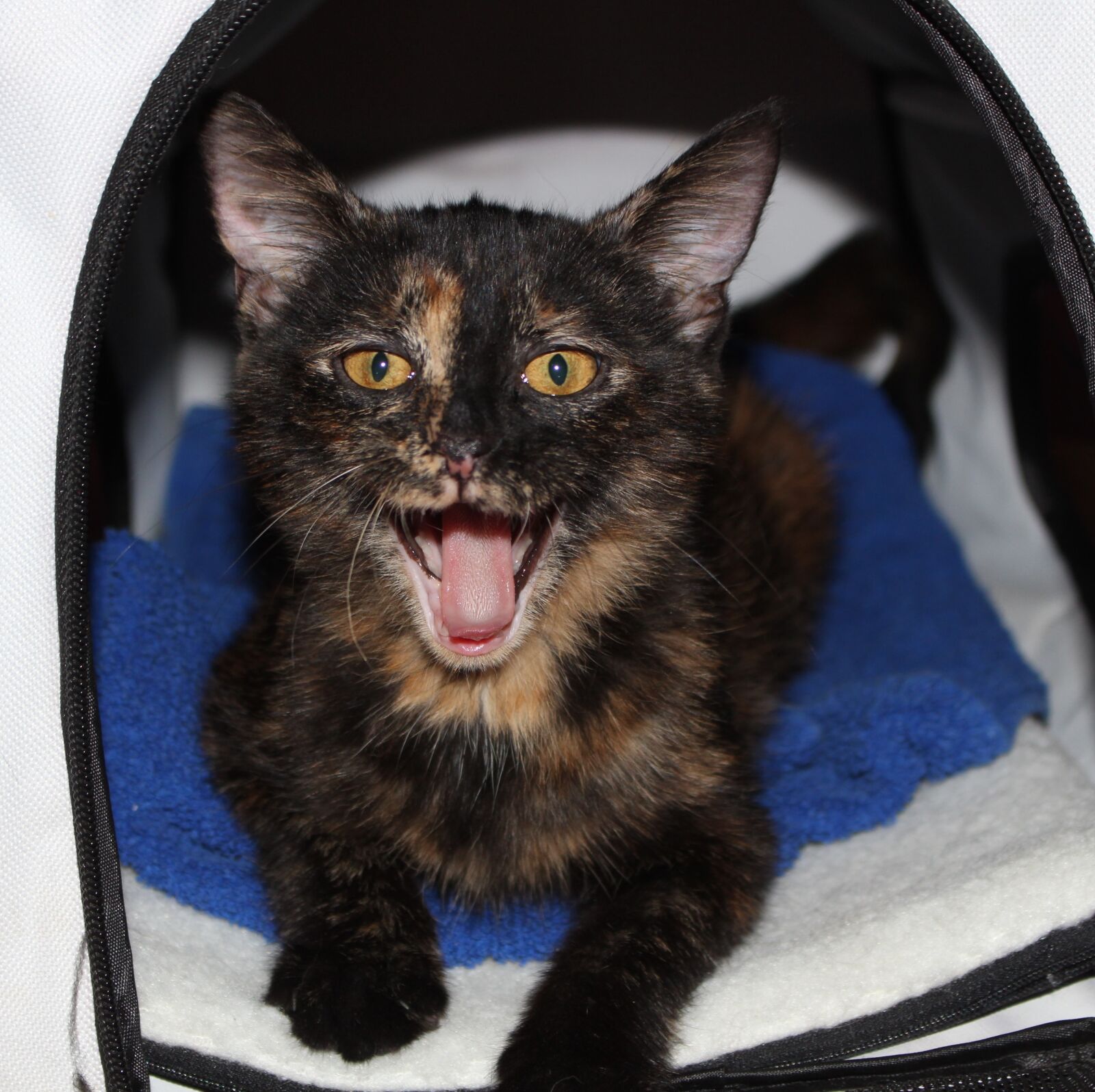 Canon EOS 700D (EOS Rebel T5i / EOS Kiss X7i) sample photo. Cat, meow, tortoiseshell photography
