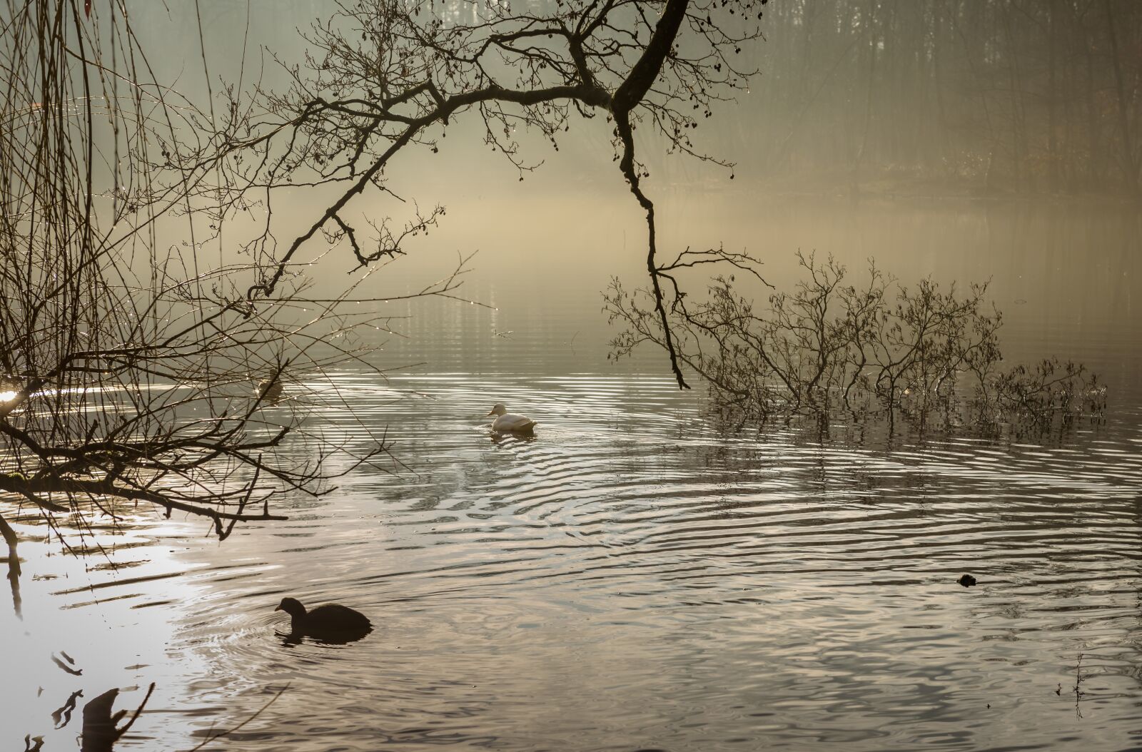 Nikon D750 sample photo. Sunrise, lake, water photography