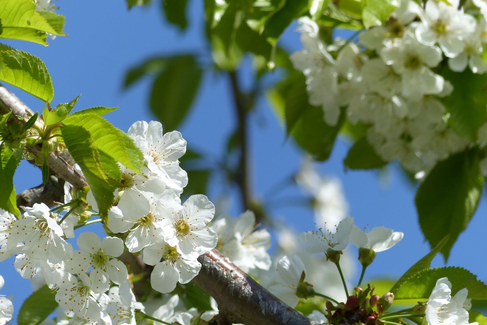 Panasonic Lumix DMC-FZ200 sample photo. Cherry blossoms, blossom, tree photography