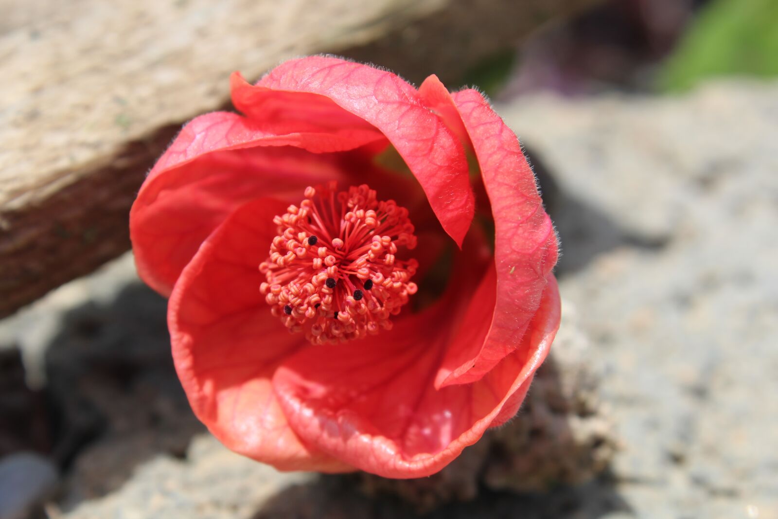 Canon EOS 1200D (EOS Rebel T5 / EOS Kiss X70 / EOS Hi) sample photo. Flower, red, rose photography