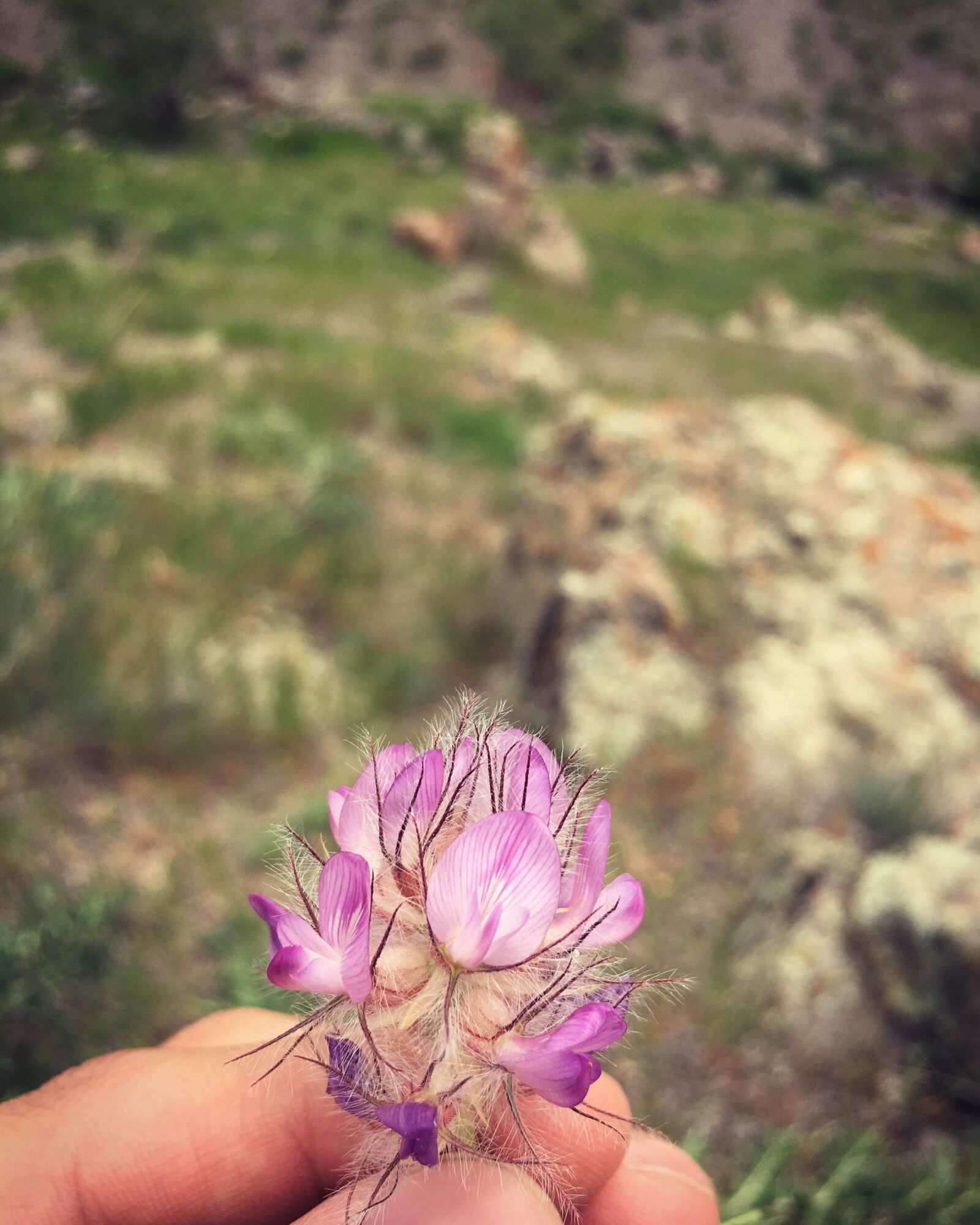 Apple iPhone 6s sample photo. Nature, walk, wild, flower photography