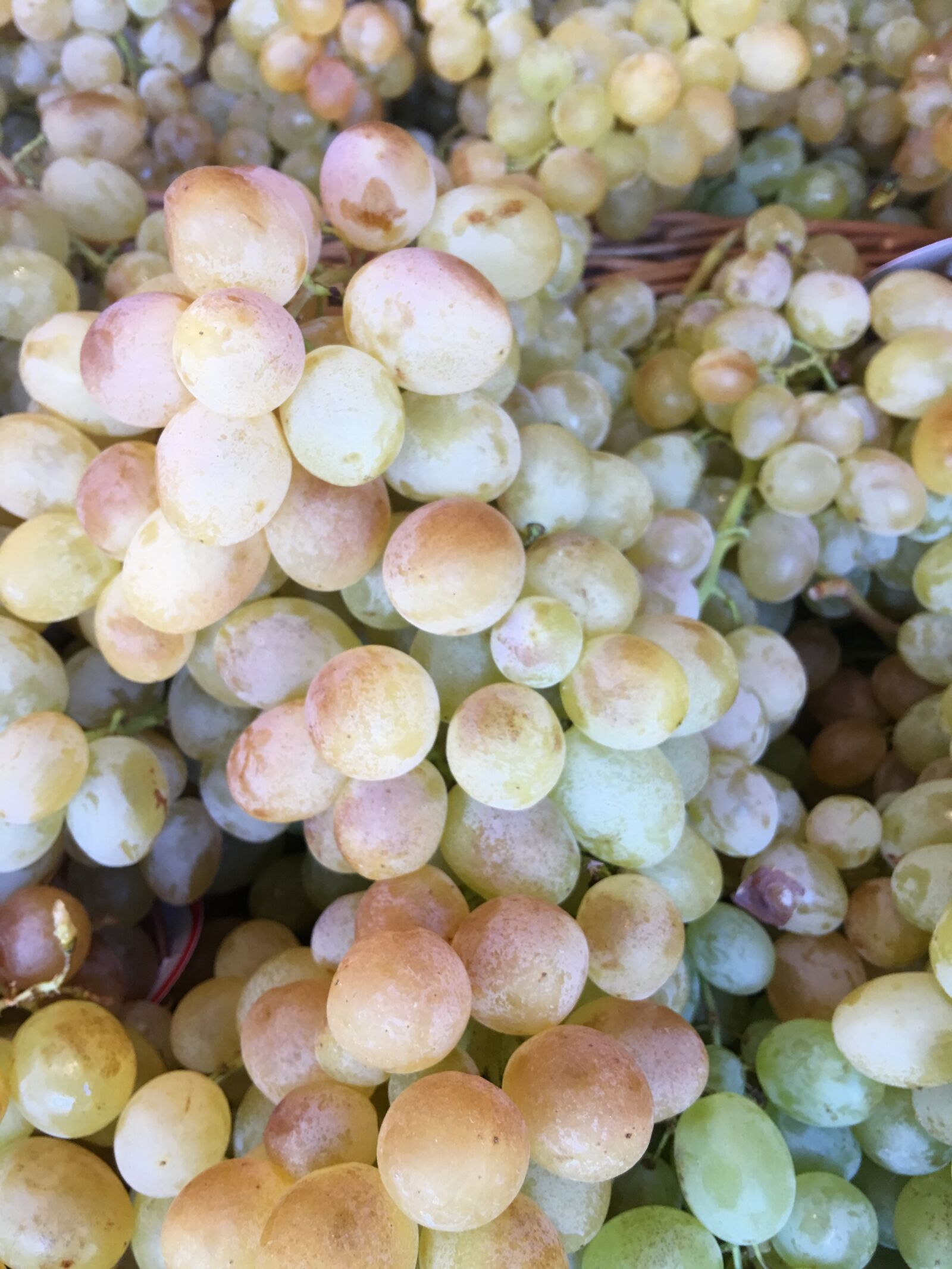 iPhone 6s Plus back camera 4.15mm f/2.2 sample photo. Raisin, panicle, sweet photography