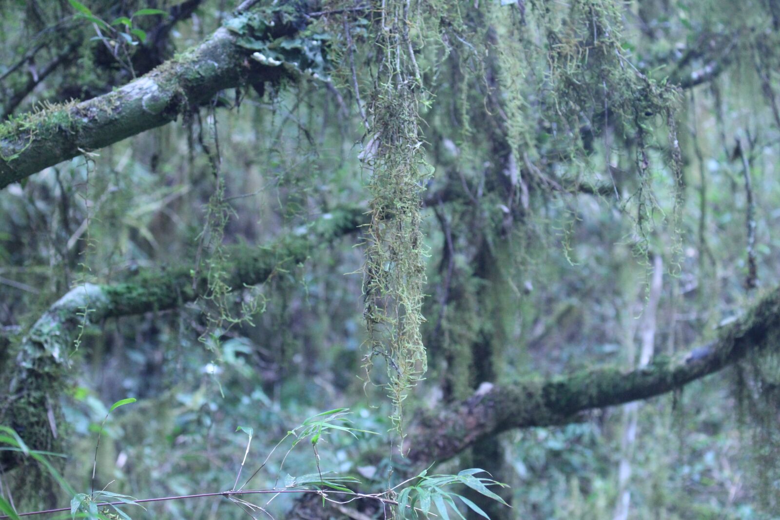 Canon EOS 700D (EOS Rebel T5i / EOS Kiss X7i) sample photo. Nature, forest, woods photography