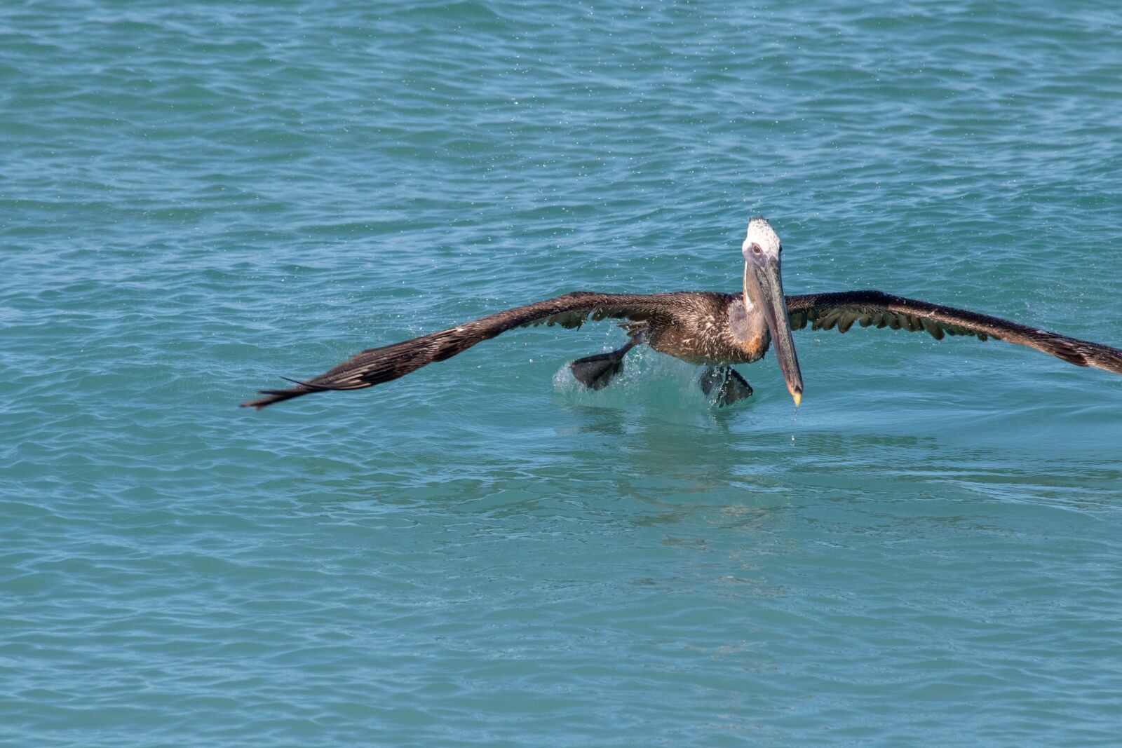 Canon EF 70-300mm F4-5.6 IS USM sample photo. Nature, birds, pelikan photography