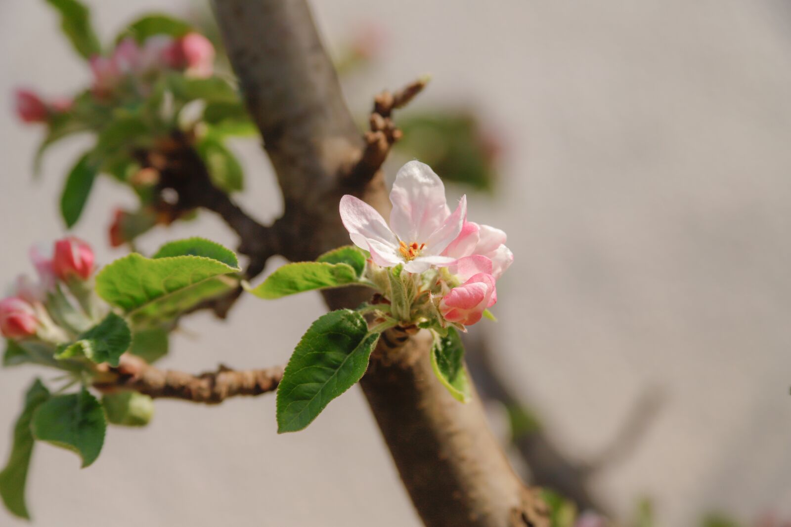 Canon EF 28-135mm F3.5-5.6 IS USM sample photo. Flower, apple, tree photography