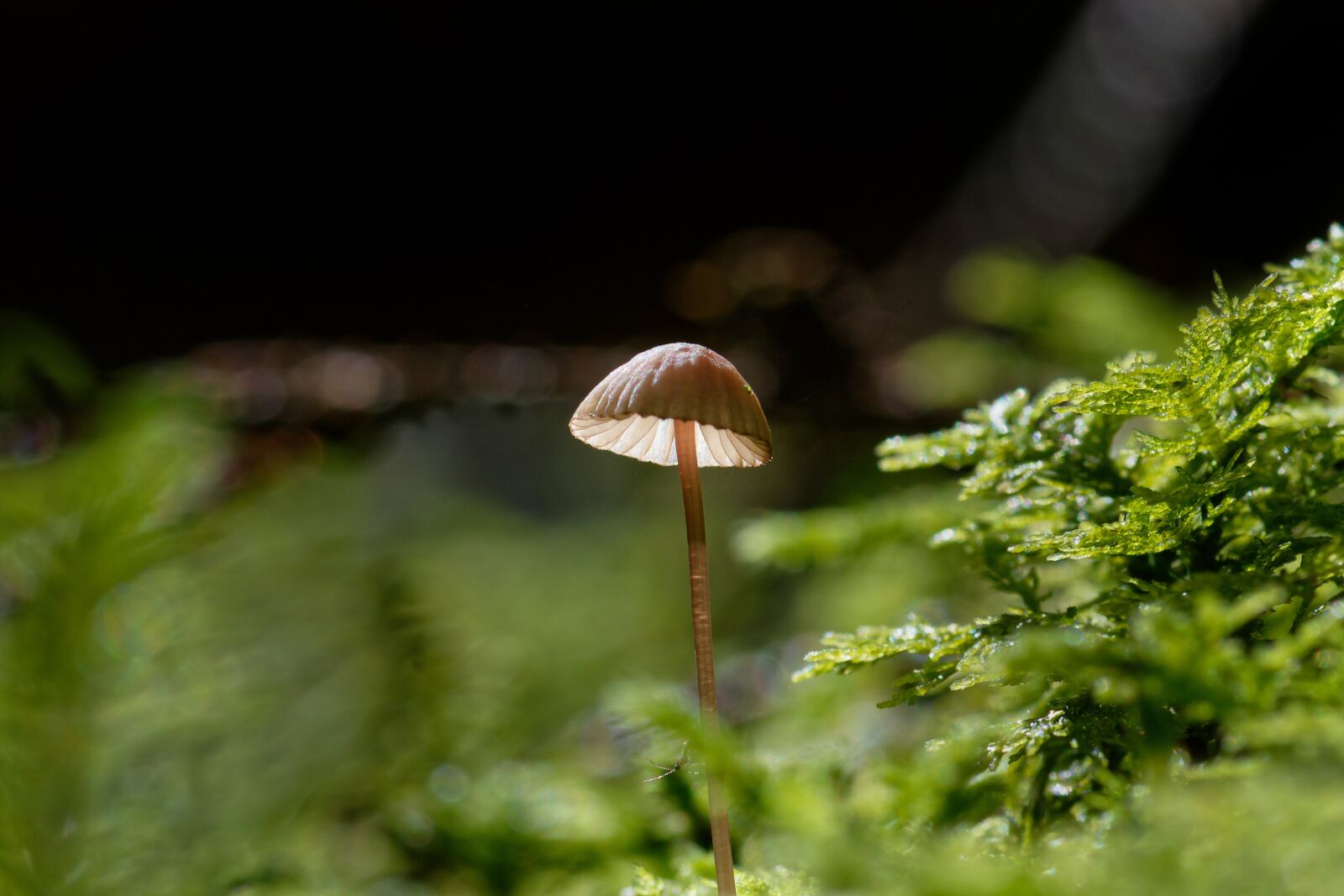 Nikon D7200 sample photo. Mushroom, hamid, forest photography