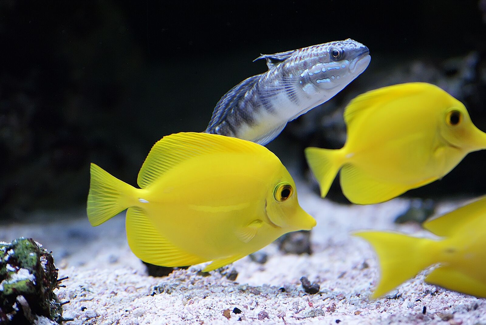 Sony Alpha DSLR-A300 sample photo. Tropical fish, yellow tangs photography