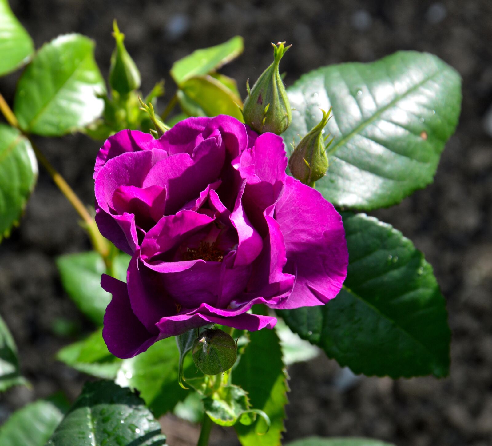 Nikon D3200 sample photo. Rosebush, pink, garden photography