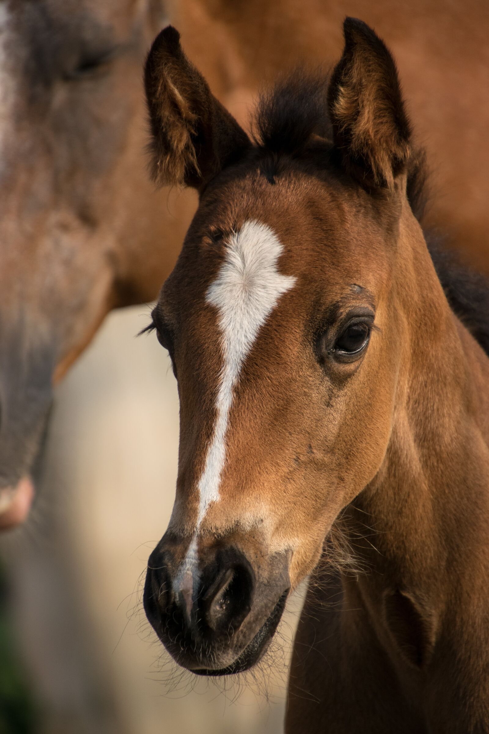Nikon D3300 sample photo. Foal, reborn, small photography