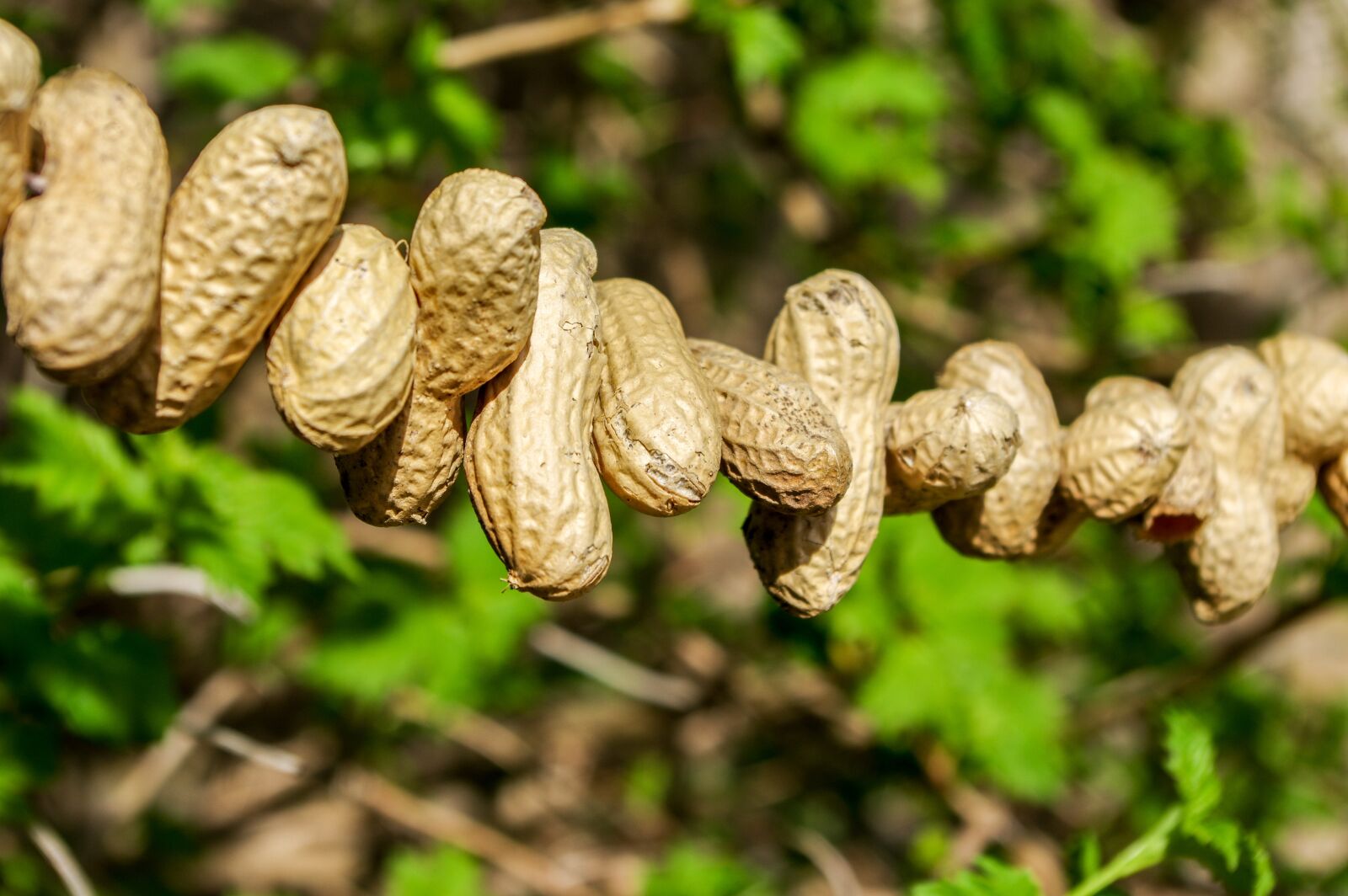 Pentax K-3 sample photo. Peanuts, bird seed, summer photography
