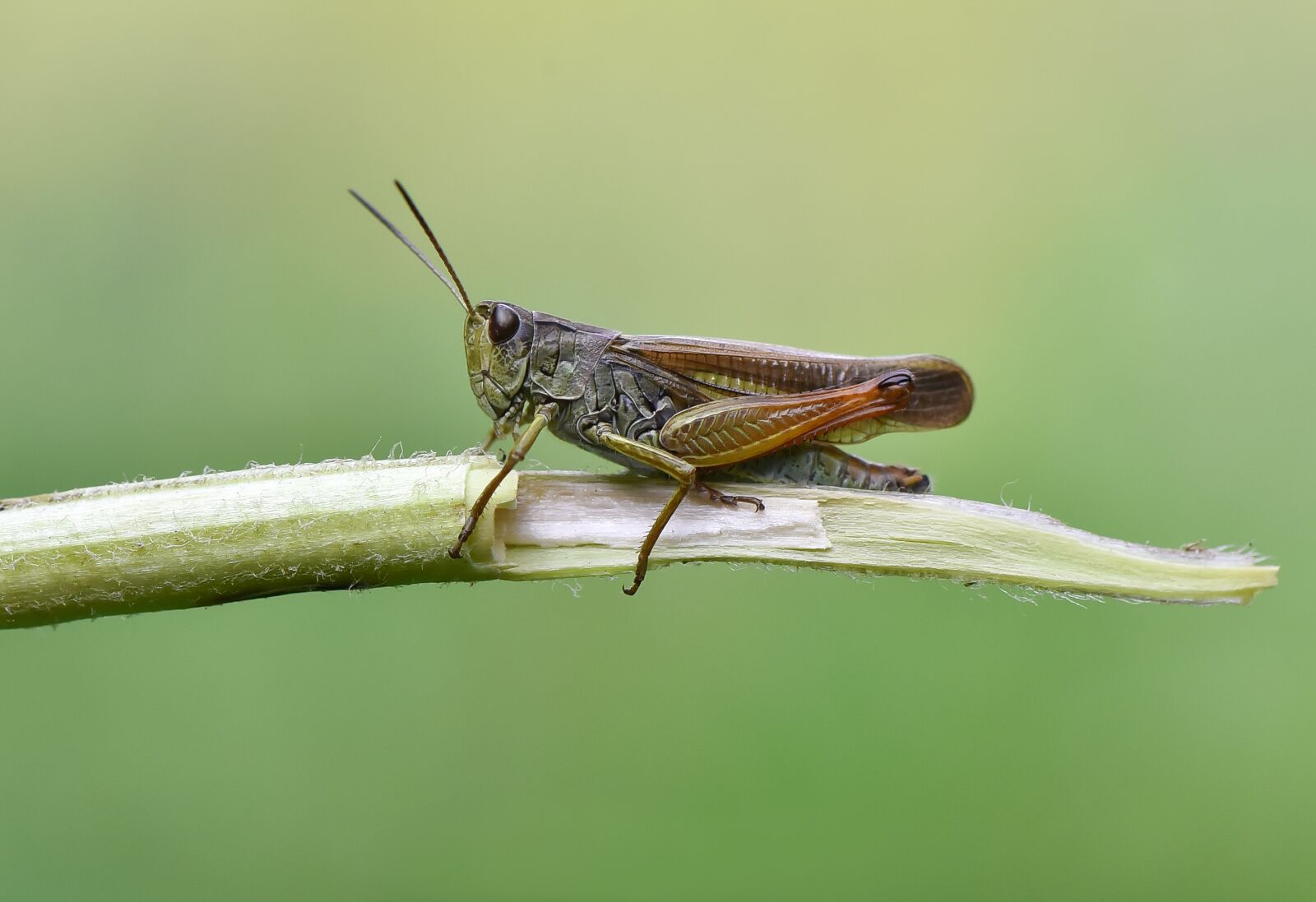 Nikon D750 sample photo. Macro, wallpaper, çekirge photography