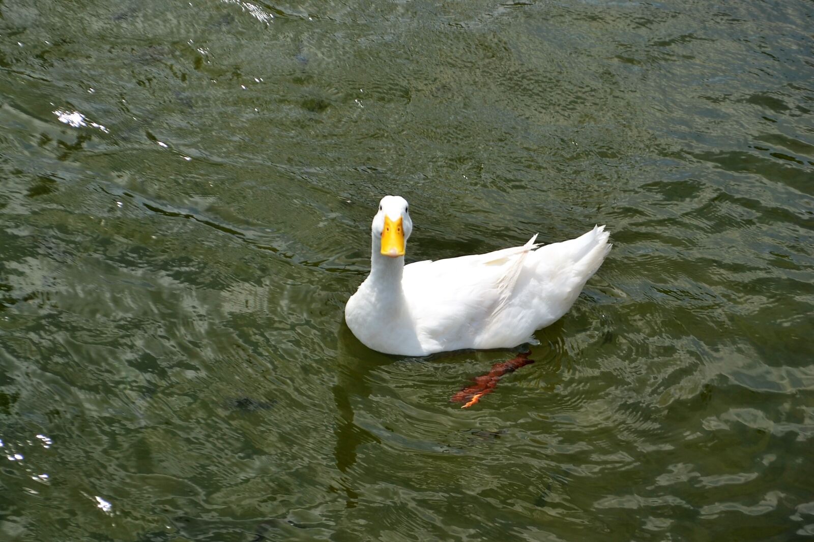 Nikon D3100 sample photo. Smiling texan duck, happy photography