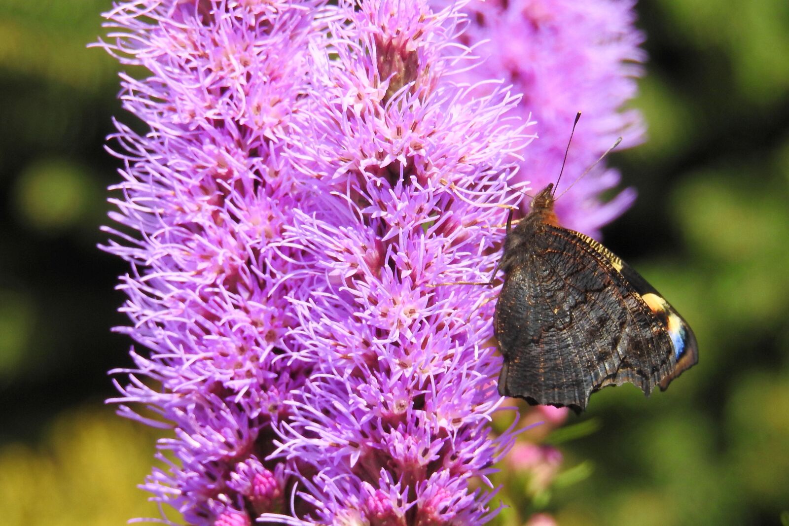 Nikon Coolpix P900 sample photo. Liatris, blossom, bloom photography