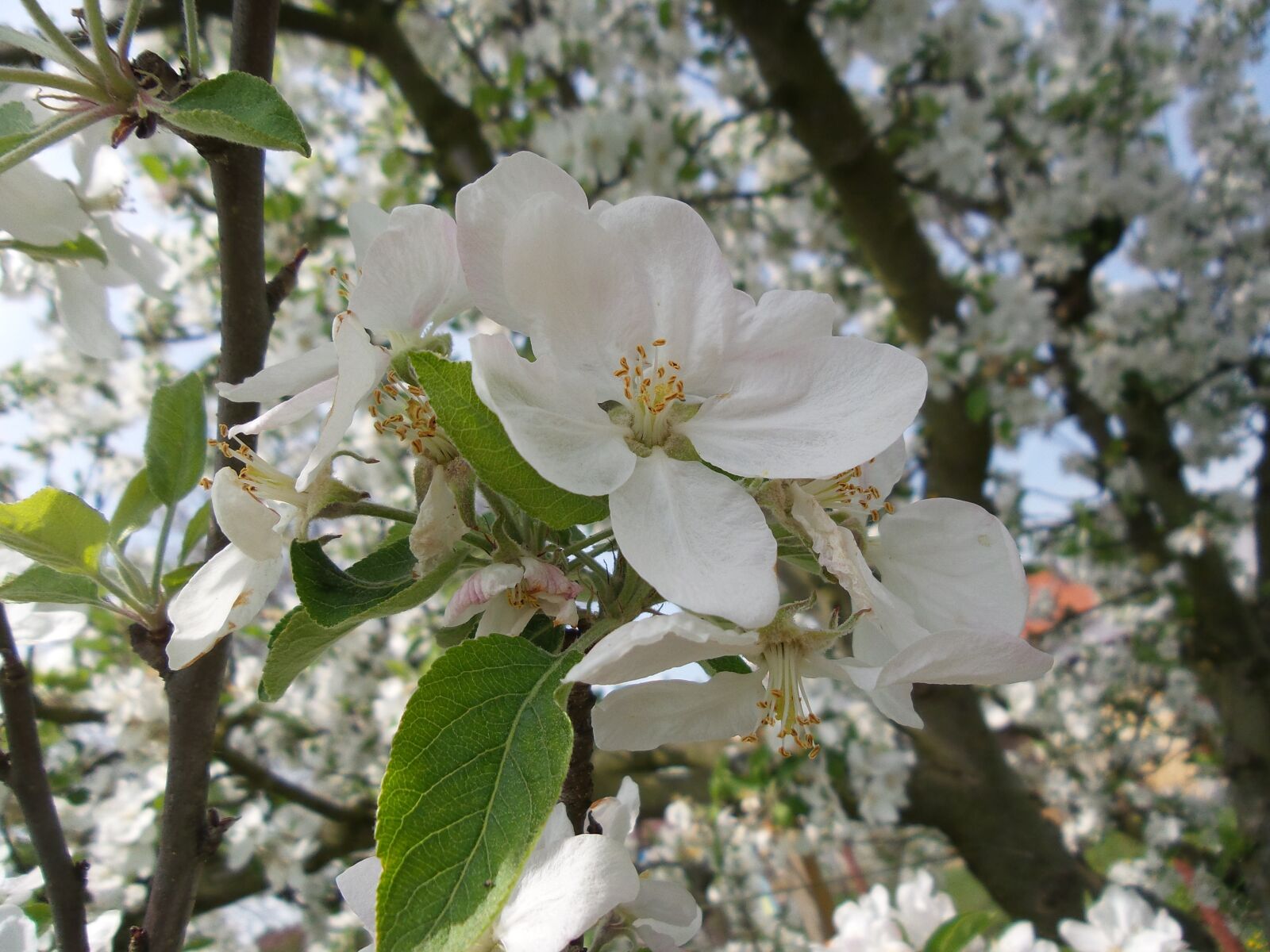 Samsung Galaxy S4 Zoom sample photo. Flower, spring, apple tree photography
