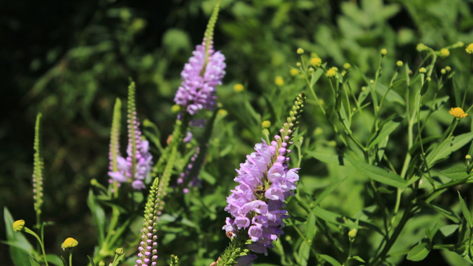 Canon EOS 600D (Rebel EOS T3i / EOS Kiss X5) sample photo. Flower, nature, purple photography