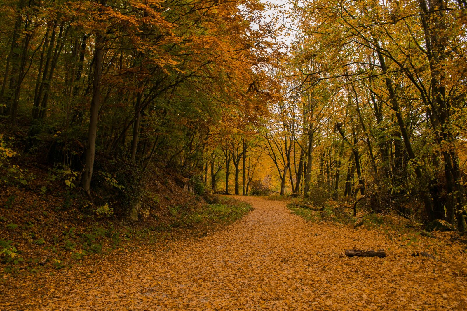 Nikon D3100 sample photo. Wood, autum, forest photography