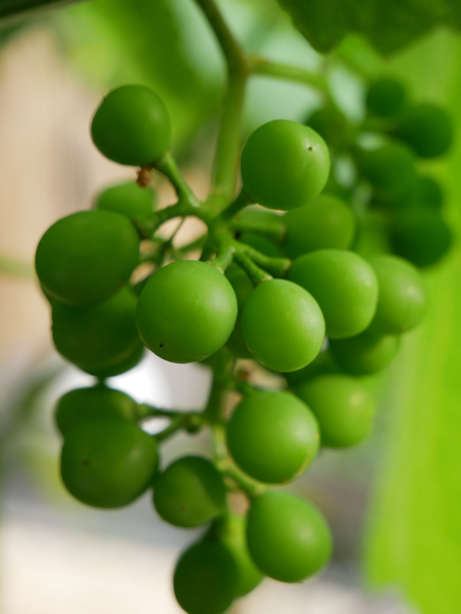 Panasonic DMC-G81 sample photo. Grapes, green, green grapes photography
