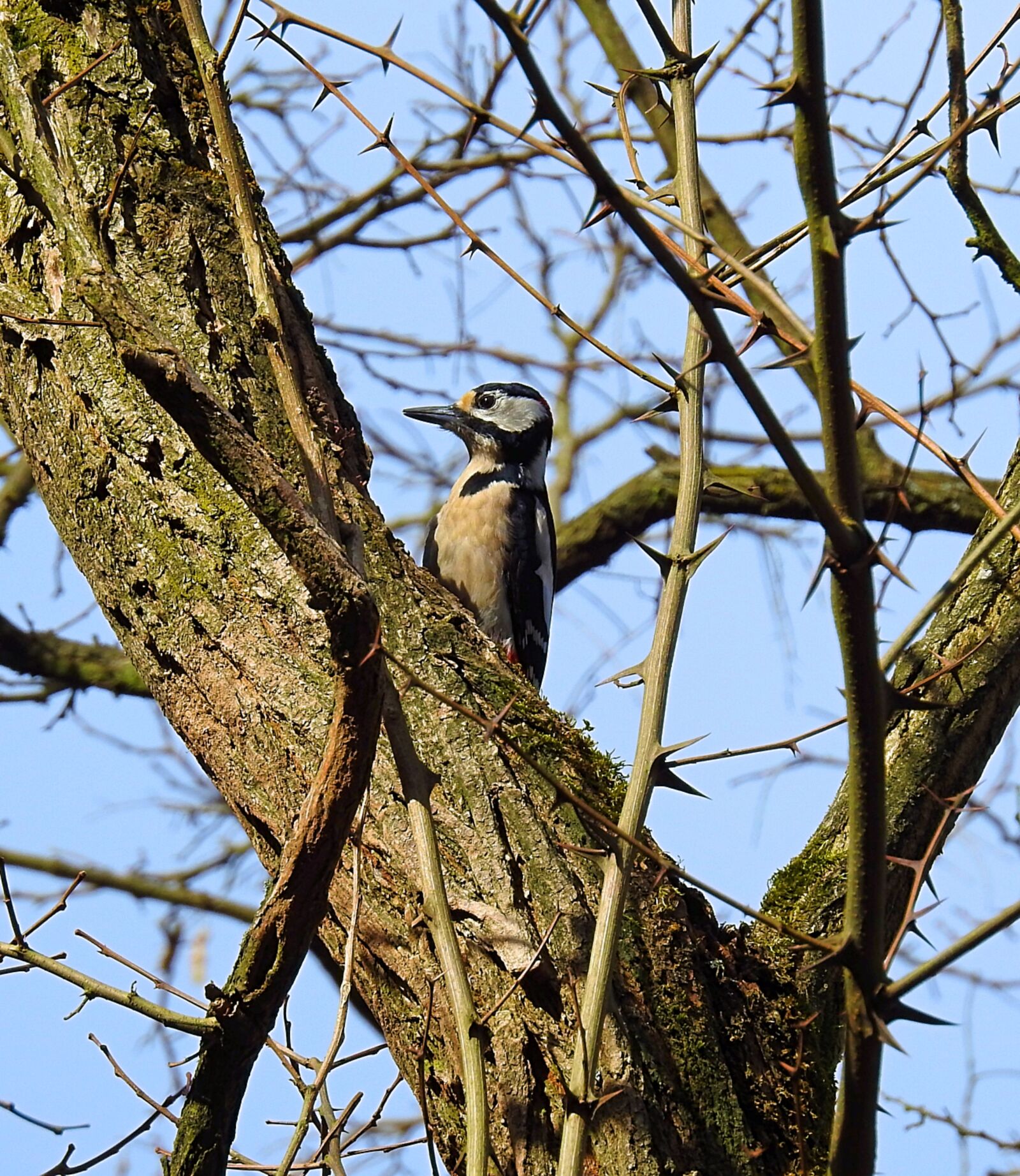 Nikon Coolpix P900 sample photo. Birds, nature, tree photography