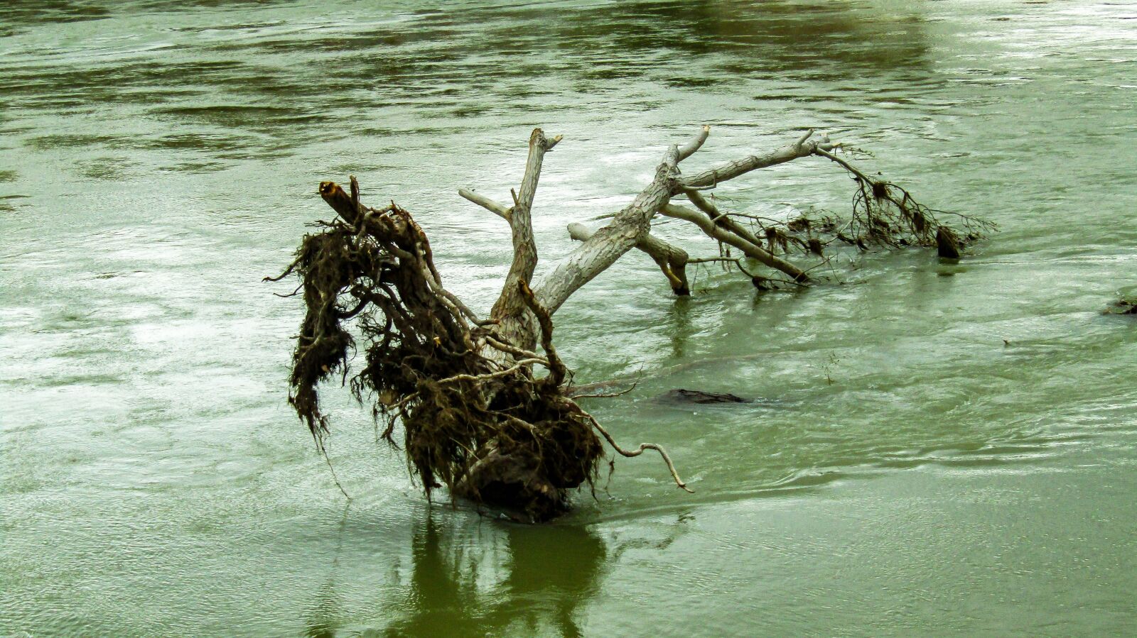 Canon PowerShot SX410 IS sample photo. River, trunk, tree trunk photography