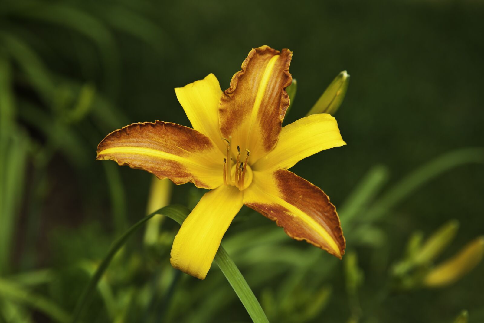 Canon EF 24-70mm F2.8L USM sample photo. Yellow lilly, summer, garden photography