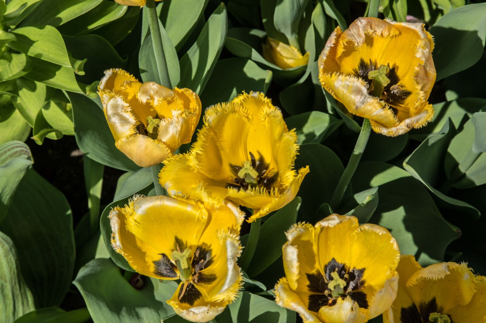Pentax K-3 sample photo. Flower, tulip, plant photography