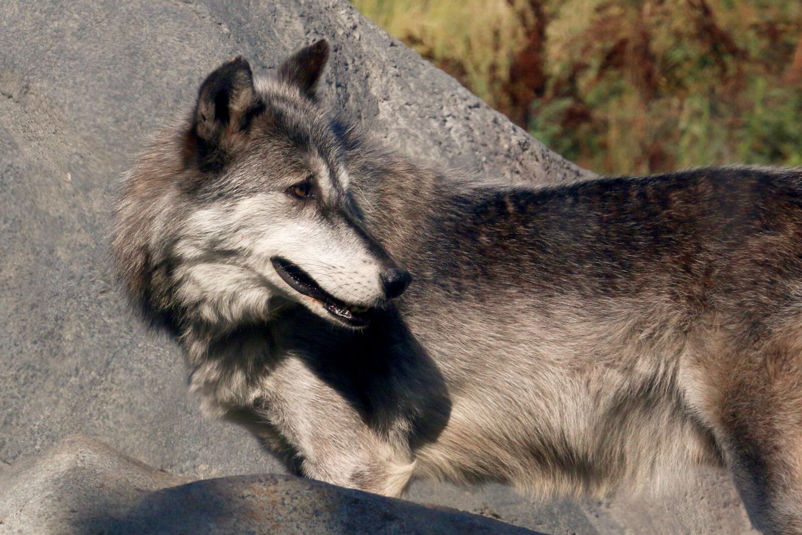 Canon EOS 70D sample photo. Wolf, wildlife, nature photography