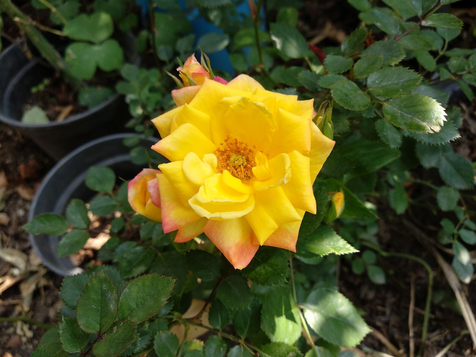 Xiaomi Mi A1 sample photo. Rosa, yellow photography