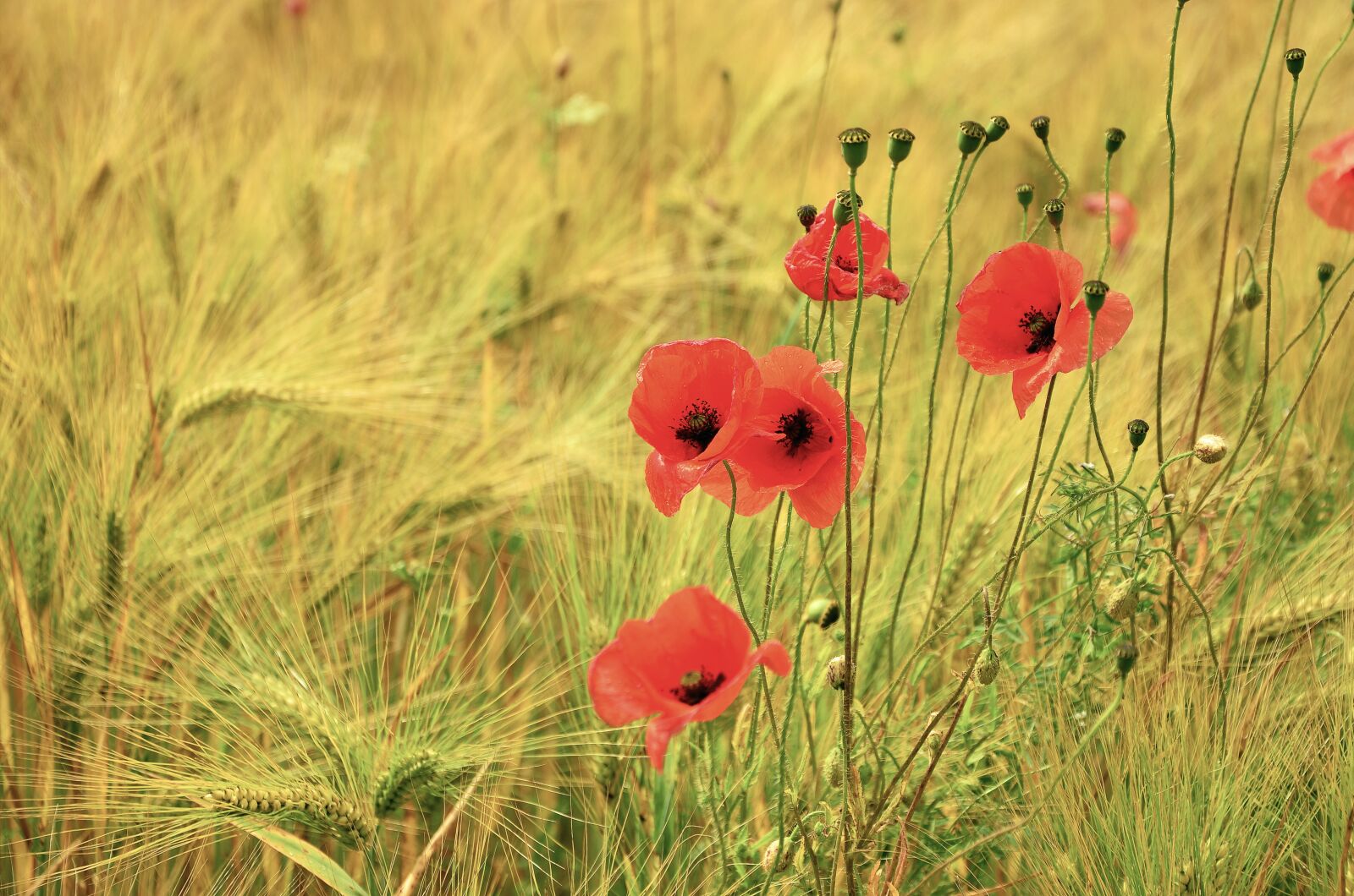 Nikon D5100 sample photo. Cereals, poppy, poppies photography