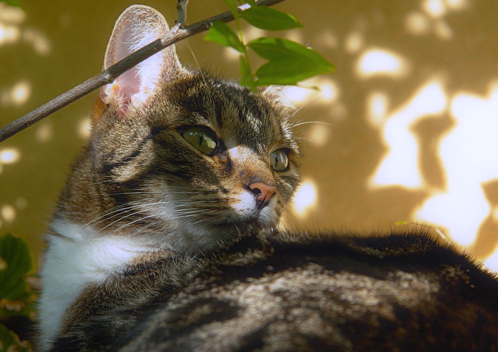 Nikon D5600 sample photo. Cat, pet, wild cat photography