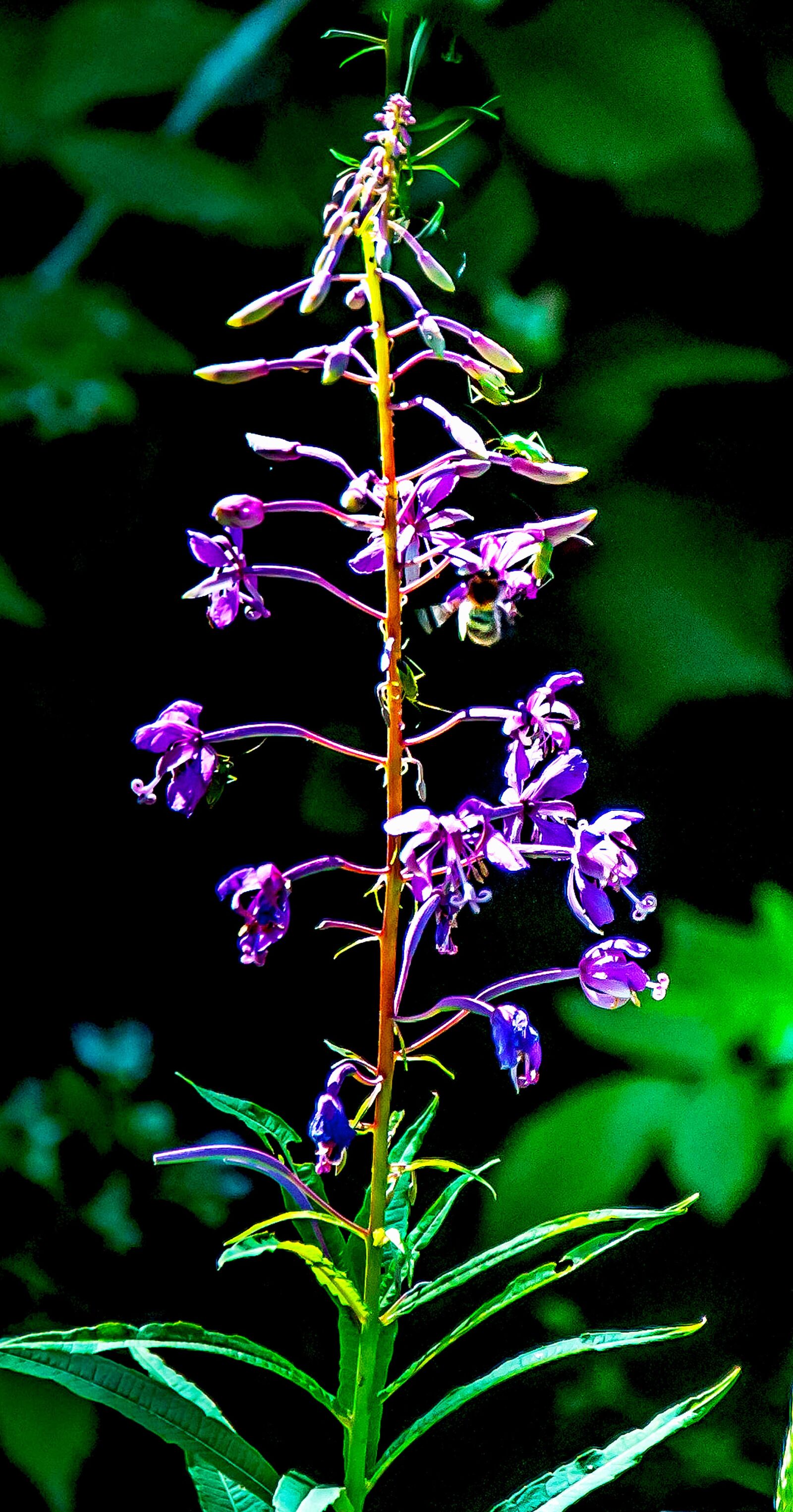 Nikon D5000 sample photo. Flower, nature, leaf photography