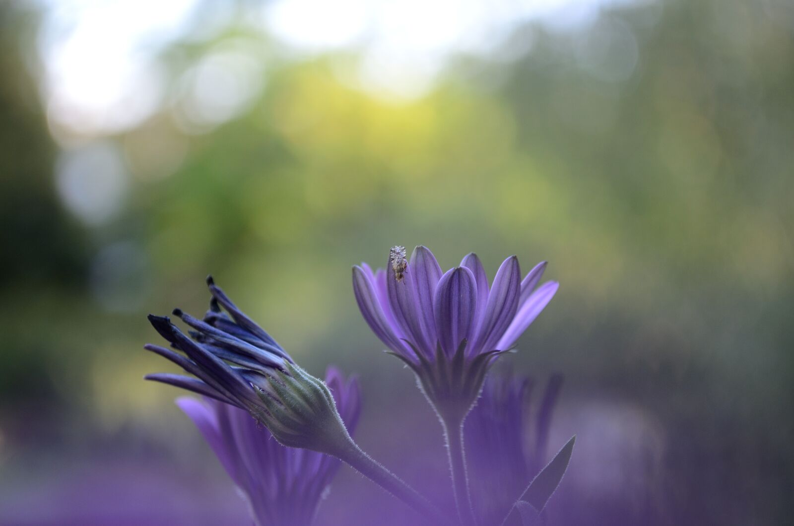 Nikon D5100 sample photo. Flower, purple, purple flower photography