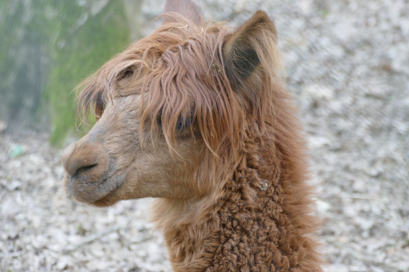 Panasonic Lumix DMC-FZ1000 sample photo. Love, animals, perfect photography