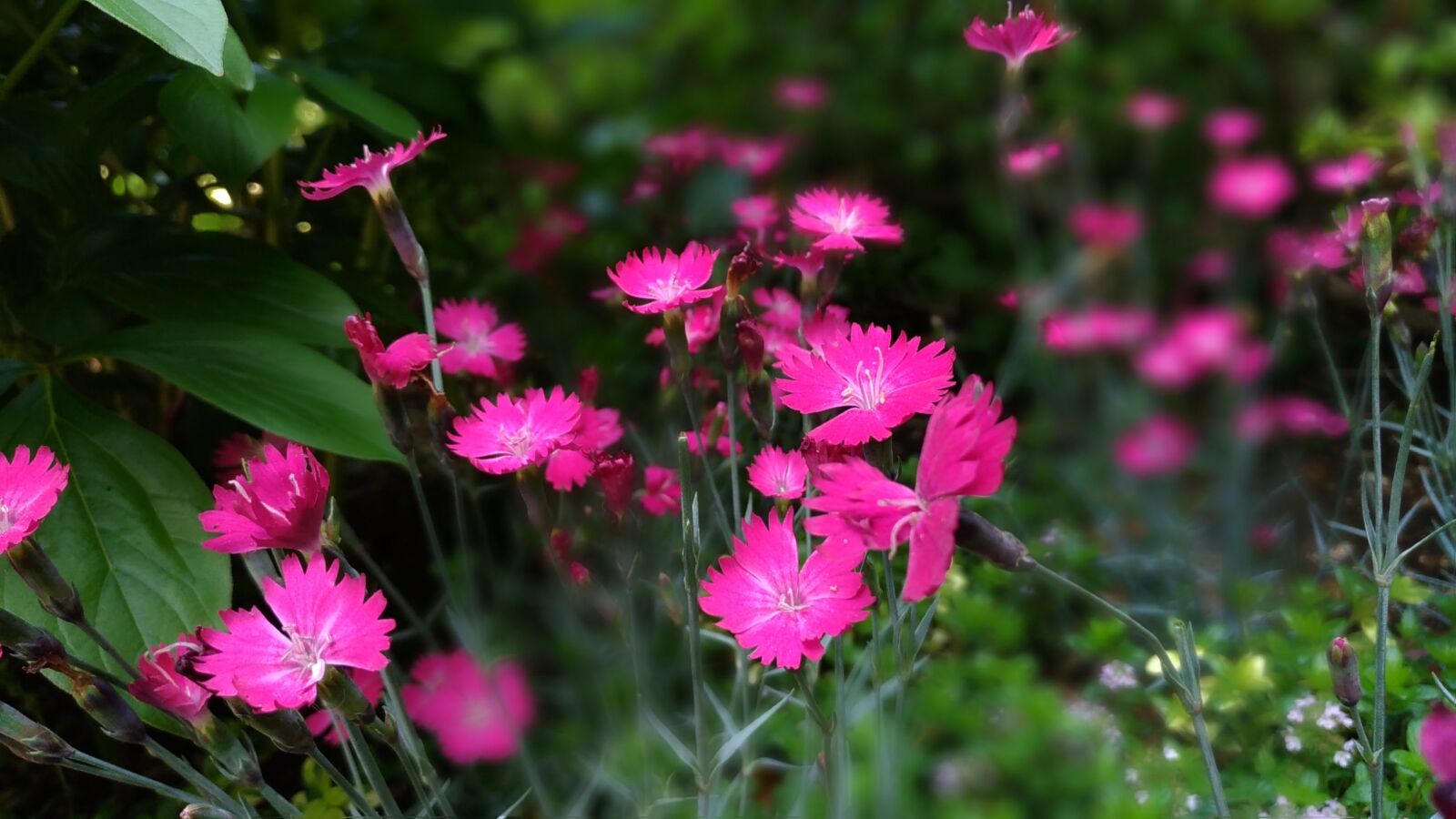 ASUS ZenFone 3 (ZE520KL) sample photo. Dianthus, pink flower, flowering photography