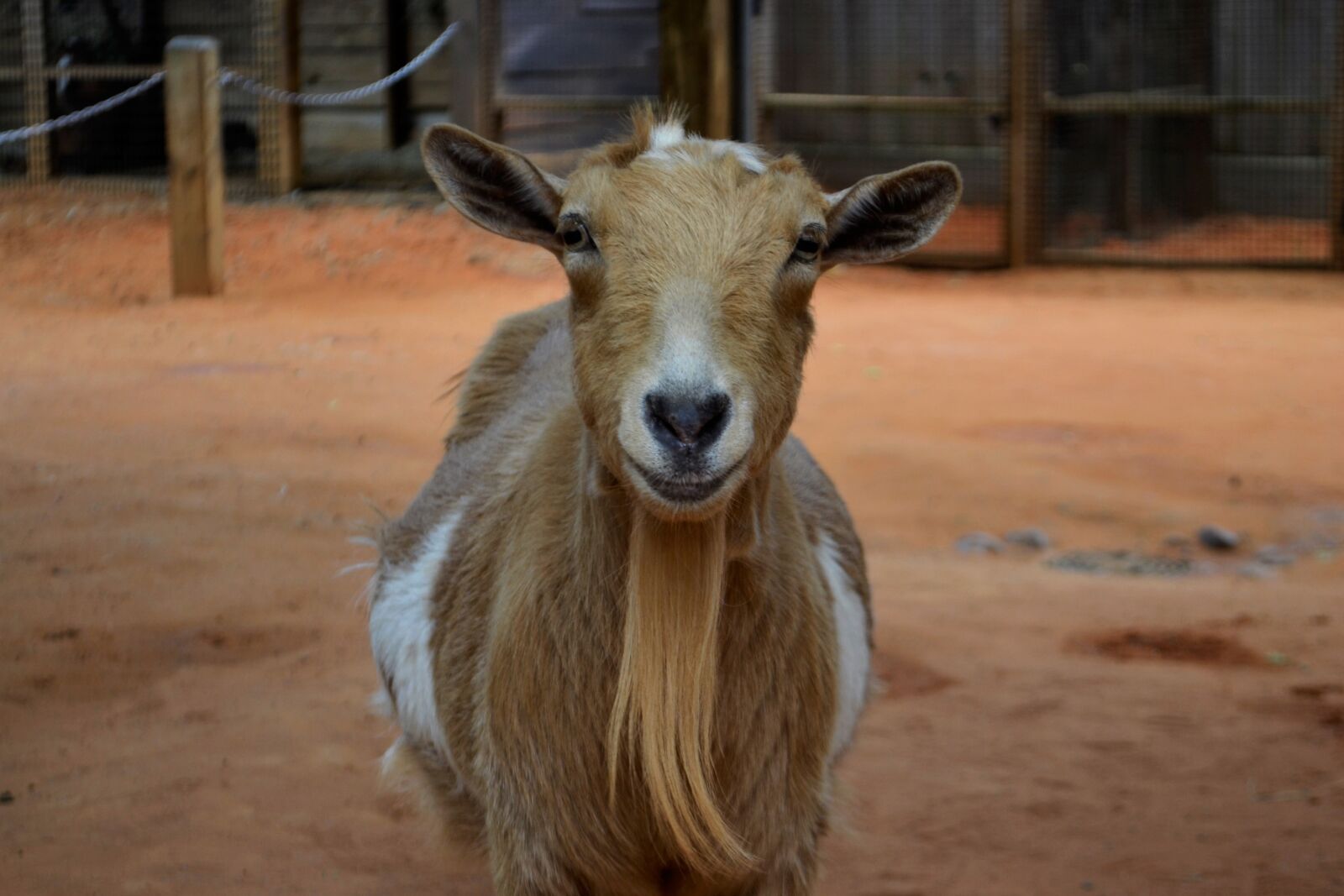 Nikon D3100 sample photo. Goat, animals, livestock photography