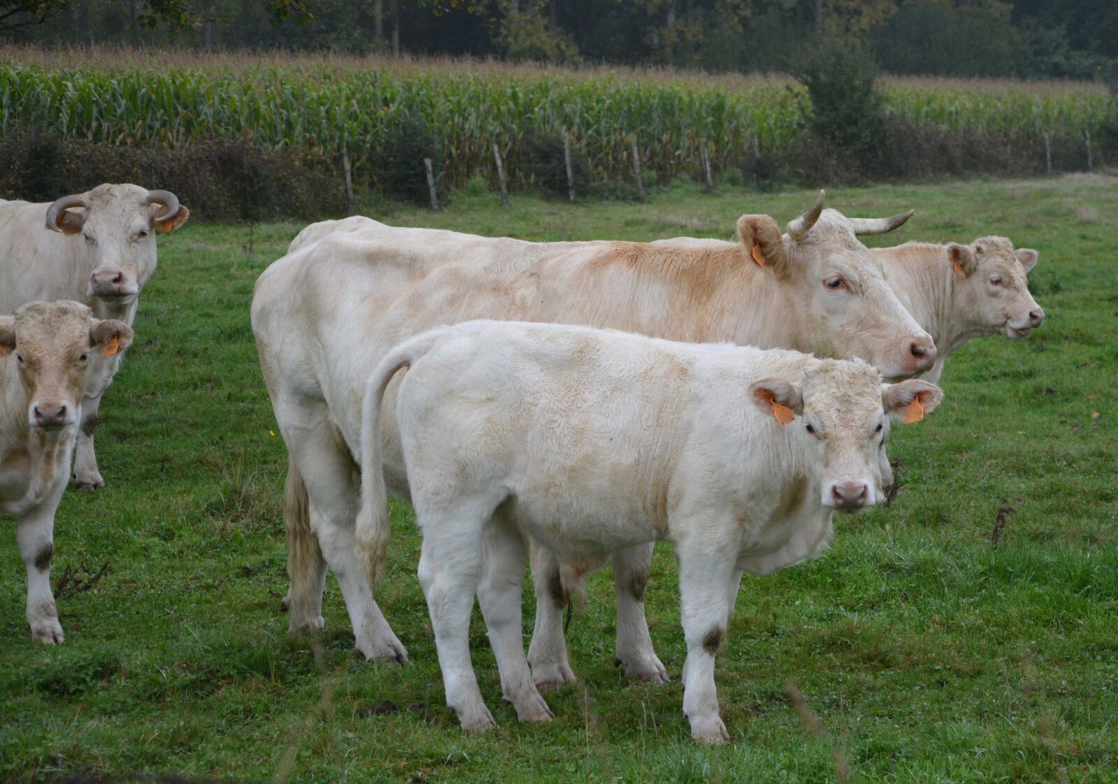 Nikon D5200 sample photo. Cow, calf, herd photography