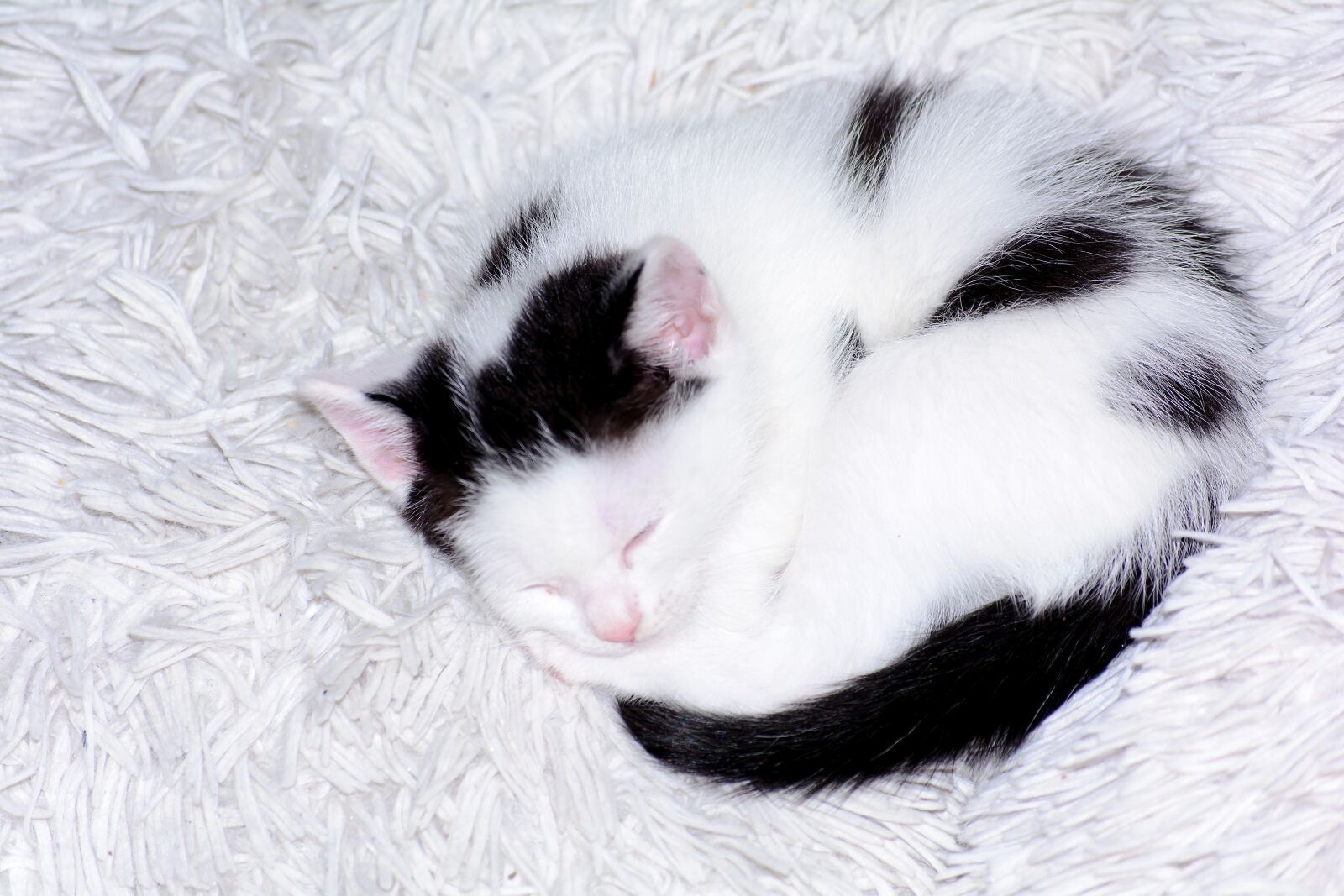 Nikon D5200 sample photo. Baby cat, cat baby photography