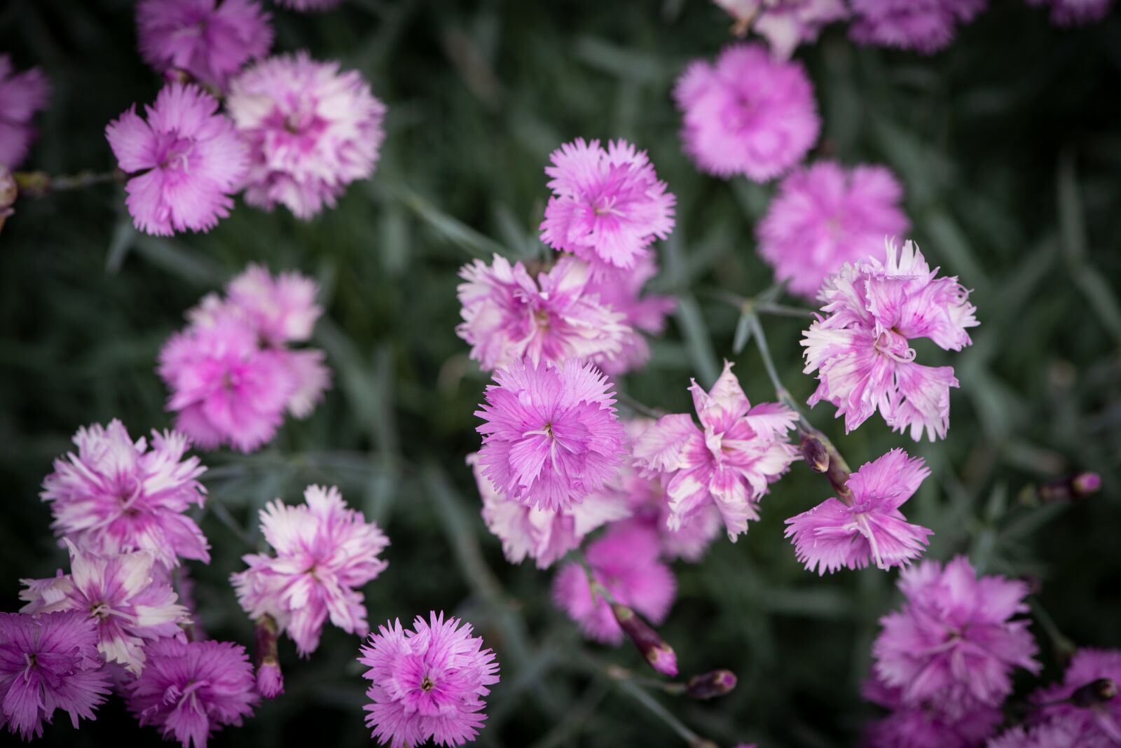 Nikon D750 sample photo. Mini carnation, carnation, flowers photography