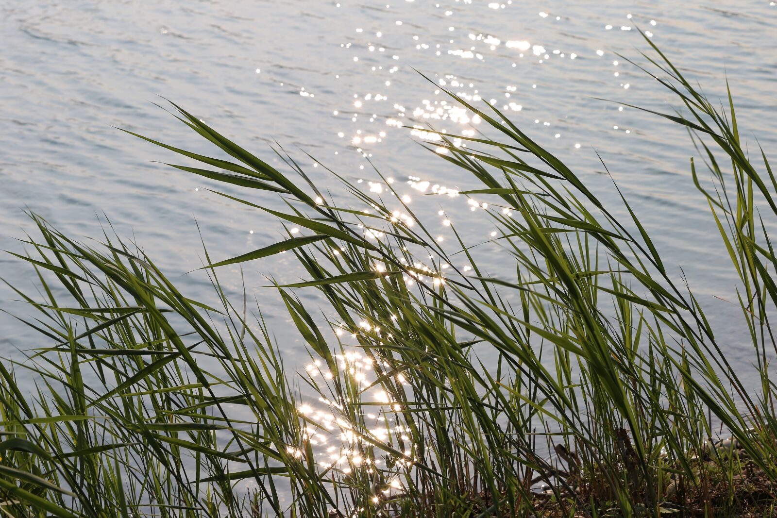 Canon EF 70-300 F4-5.6 IS II USM sample photo. Lake, water, cane photography