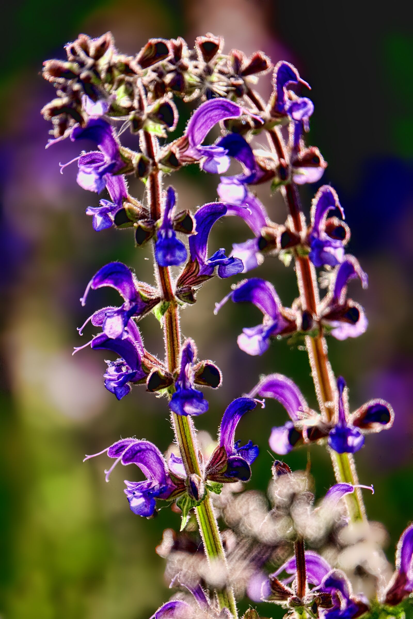 Sony Cyber-shot DSC-RX10 III sample photo. Flower, nature, wild sage photography