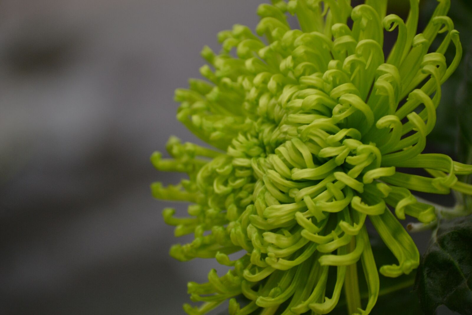 Nikon D3100 sample photo. Blossom, bloom, green photography
