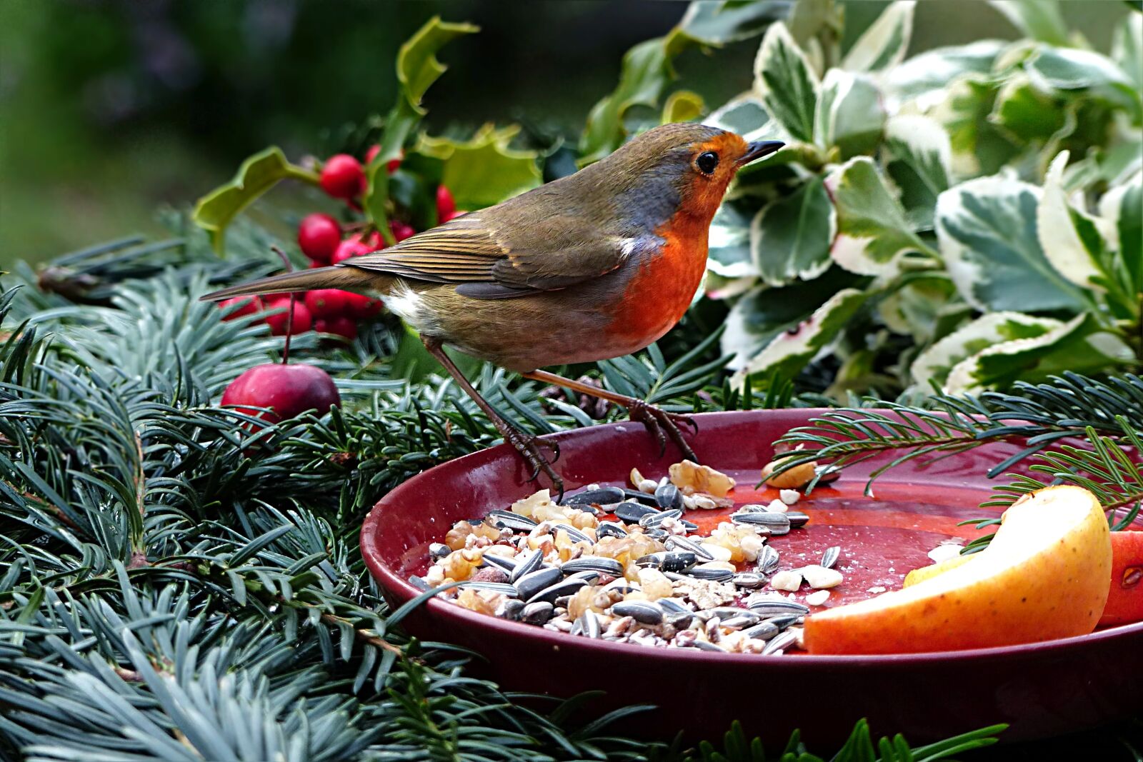 Panasonic Lumix DMC-FZ200 sample photo. Animal, bird, robin photography