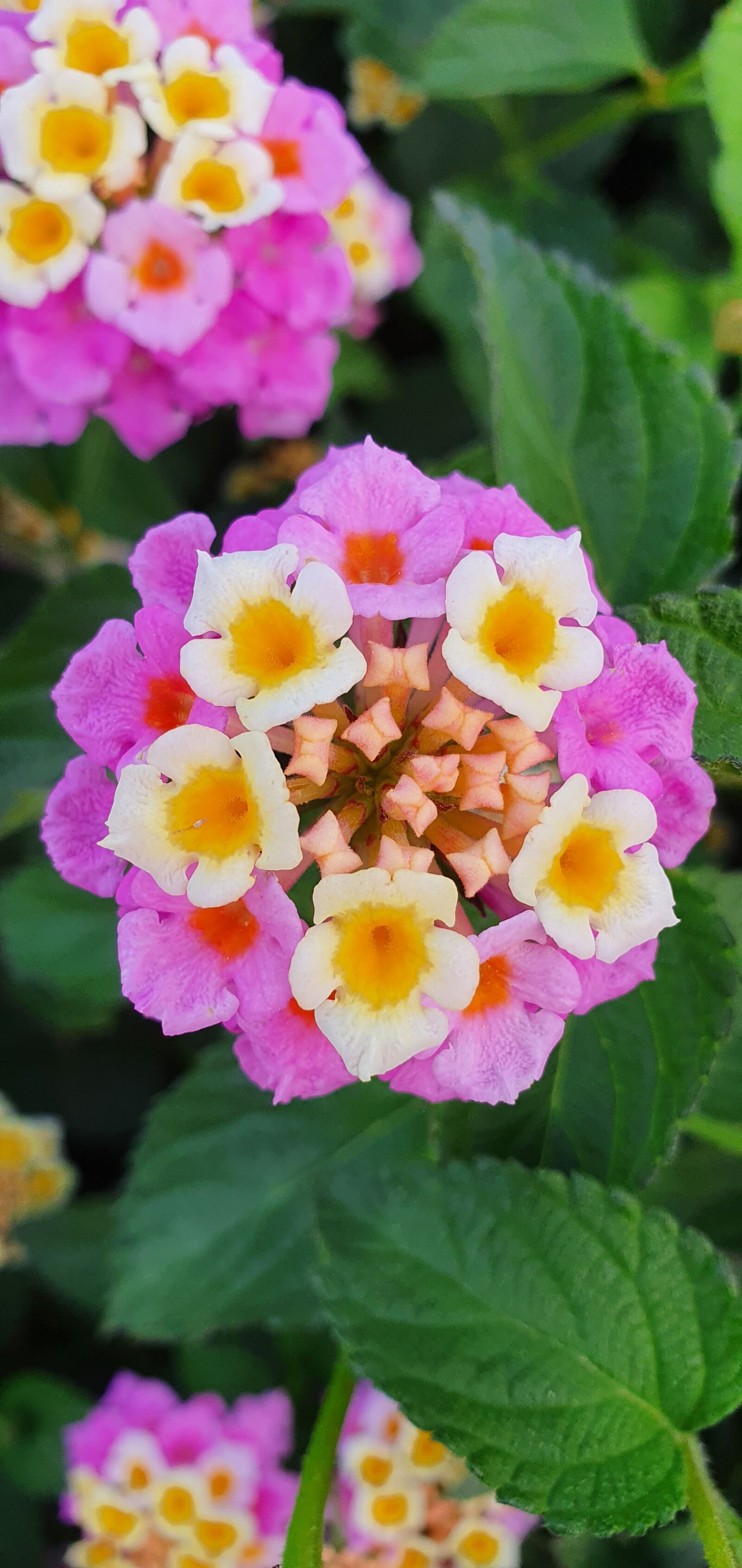 Samsung Galaxy S10e sample photo. Flower, bloom, spring photography