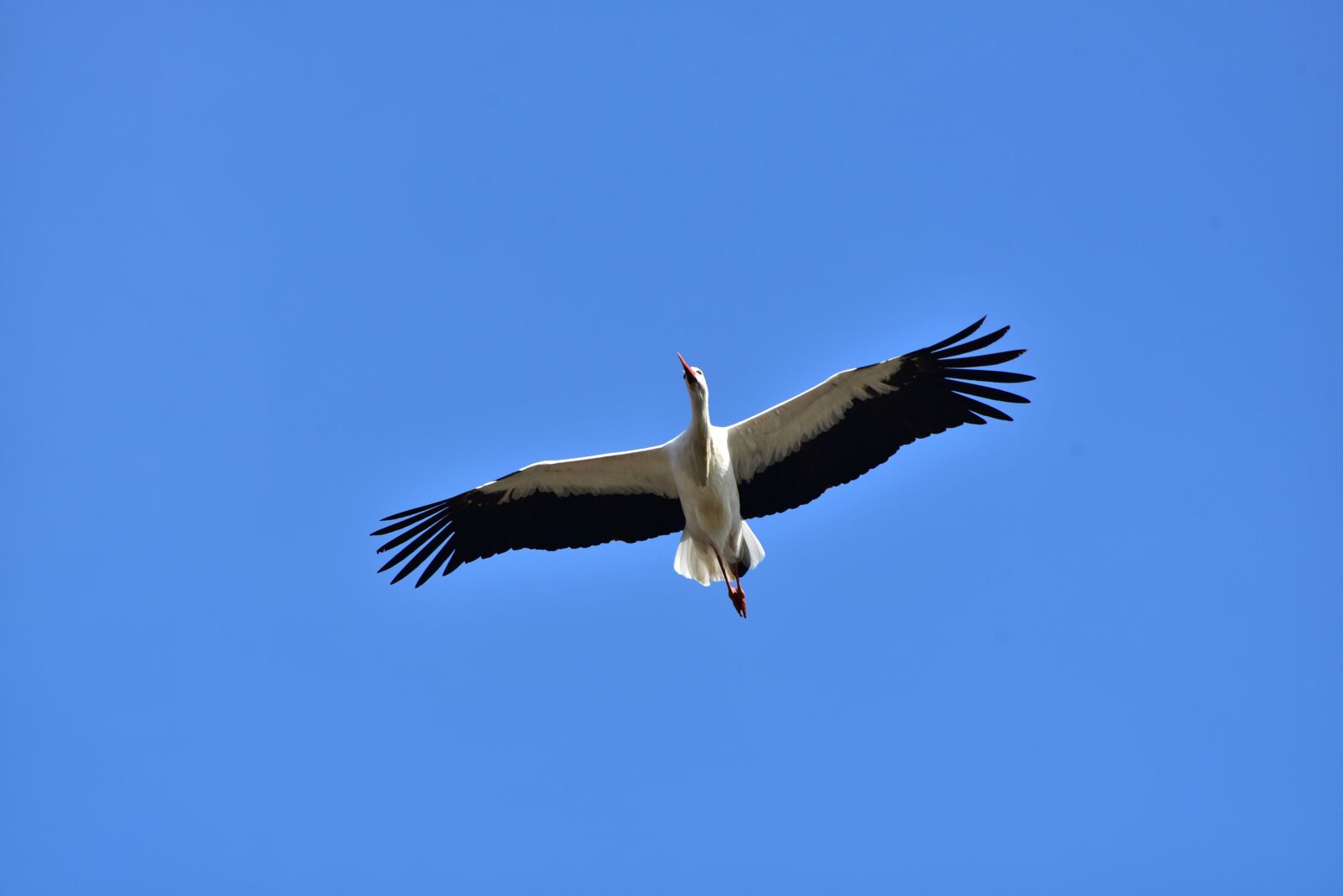 Nikon D750 sample photo. Stork, sky, flying photography